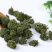三七花新花，500克装文山产地一手货源