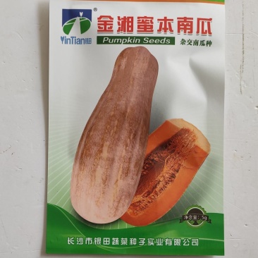 南瓜种子金湘蜜本南瓜种子中熟果肉橙红色果实肉质紧密细腻