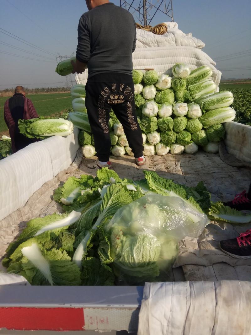 小包头，北京新三号，绿无干烧心，无虫眼个头均匀