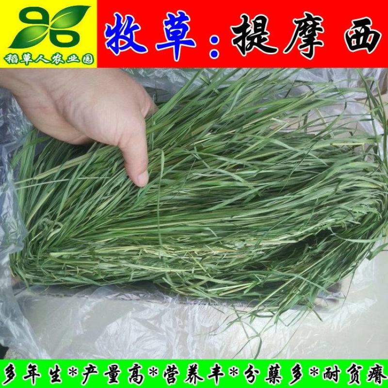 提摩西草种子正宗猫尾草进口梯牧草籽兔子豚鼠荷兰猪宠