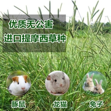 提摩西草种子正宗猫尾草进口梯牧草籽兔子豚鼠荷兰猪宠