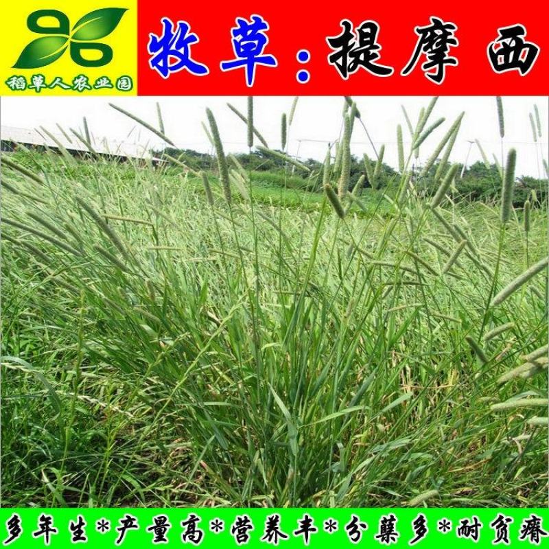 提摩西草种子正宗猫尾草进口梯牧草籽兔子豚鼠荷兰猪宠
