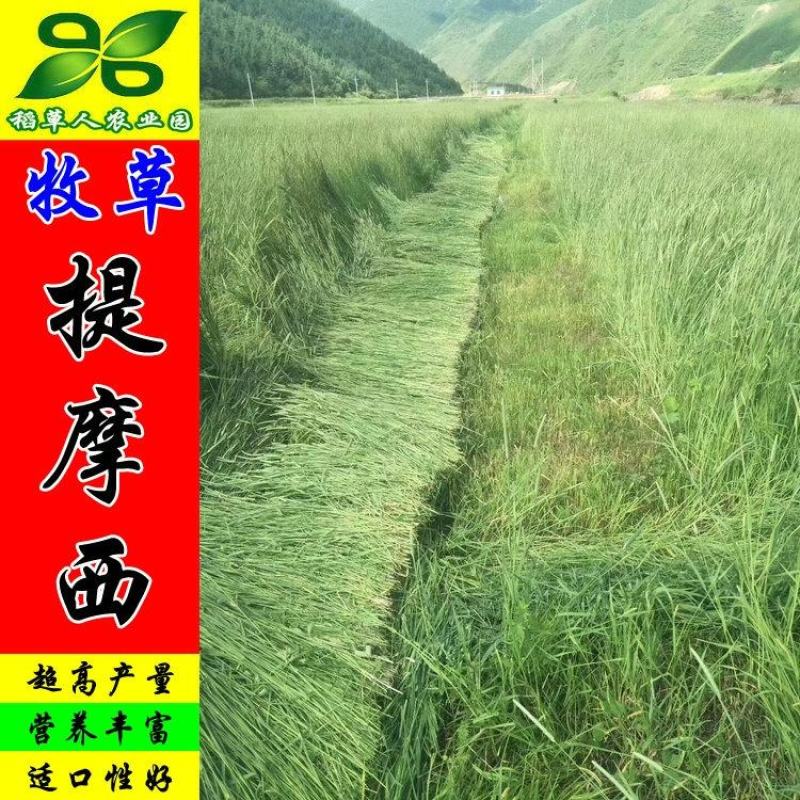 提摩西草种子正宗猫尾草进口梯牧草籽兔子豚鼠荷兰猪宠