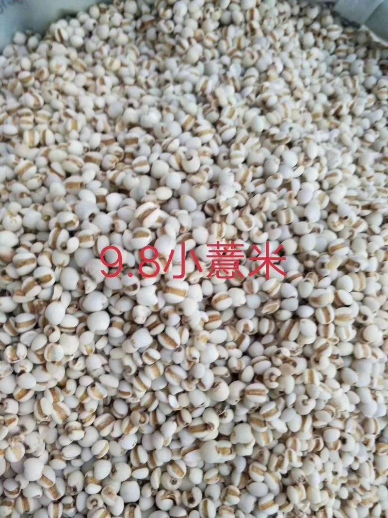 贵州95小薏米，大薏米，大量供应批零兼营，物美价廉