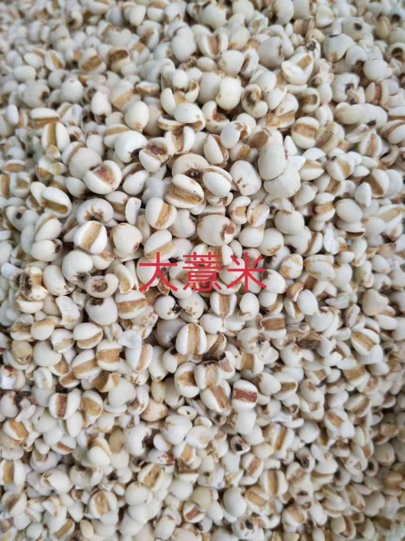 贵州95小薏米，大薏米，大量供应批零兼营，物美价廉