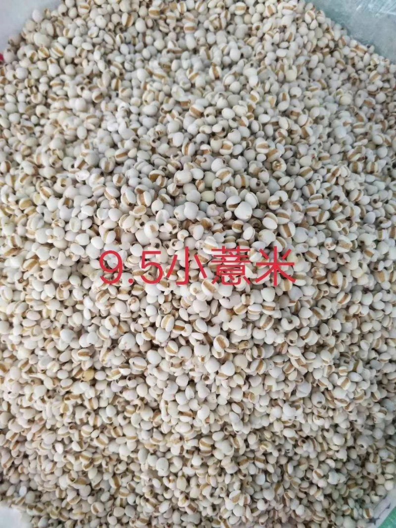 贵州95小薏米，大薏米，大量供应批零兼营，物美价廉