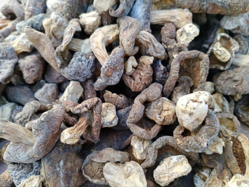 杨顶土山蘑菇口蘑直供