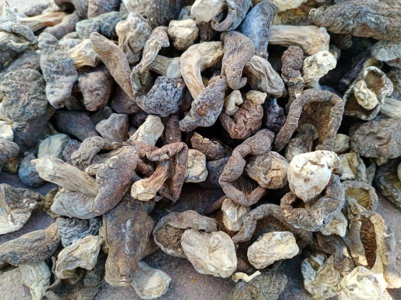 杨顶土山蘑菇口蘑直供