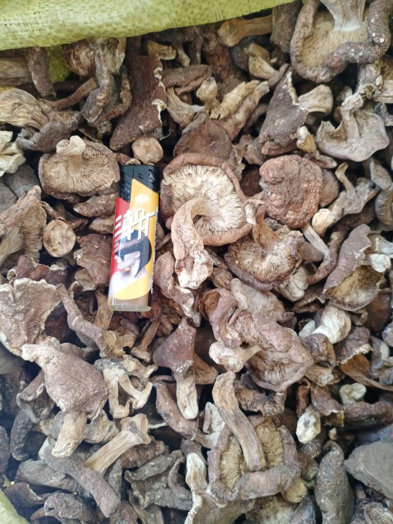 杨顶土山蘑菇口蘑直供