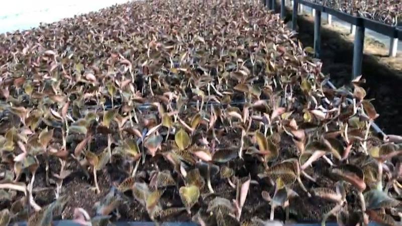 福建南靖金线莲鲜品A货产地直供