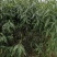 中油蟠17，早中熟，高甜丰产黄肉油蟠桃