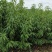中油蟠17，早中熟，高甜丰产黄肉油蟠桃