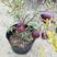 盆景紫玉石榴苗蒙阳红突尼斯软籽苗盆栽地栽庭院阳台园林绿化
