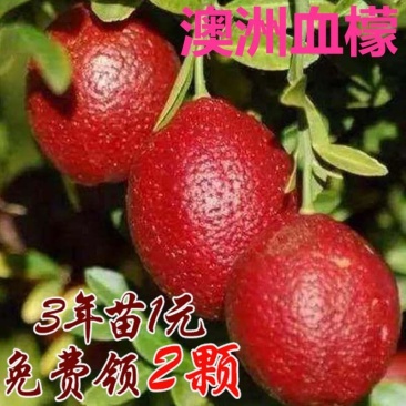 新品种血柠檬澳洲血檬嫁接树苗柠檬苗四季柠檬庭院南北方种植