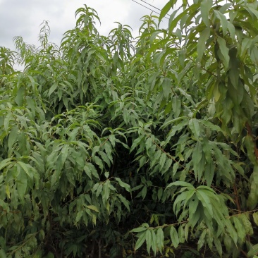 黄金蜜1号桃苗，早熟优质丰产