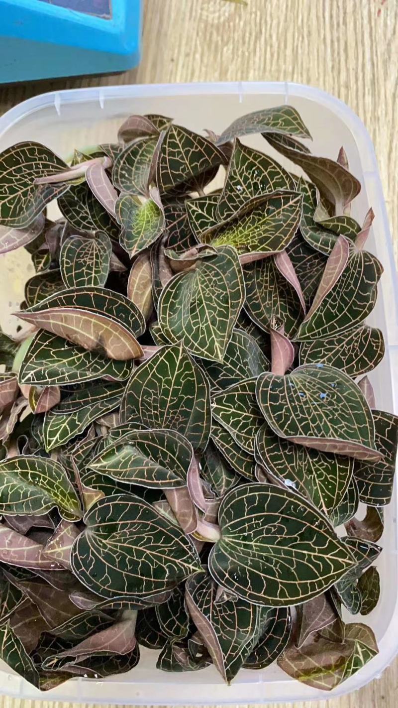 种植货金线莲鲜品，自家种植的质量杠杠滴