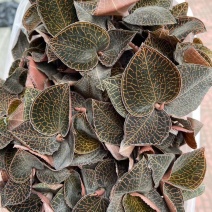 种植货金线莲鲜品，自家种植的质量杠杠滴