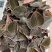 种植货金线莲鲜品，自家种植的质量杠杠滴