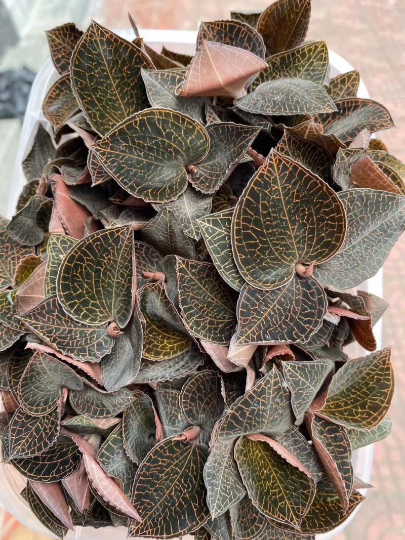 种植货金线莲鲜品，自家种植的质量杠杠滴