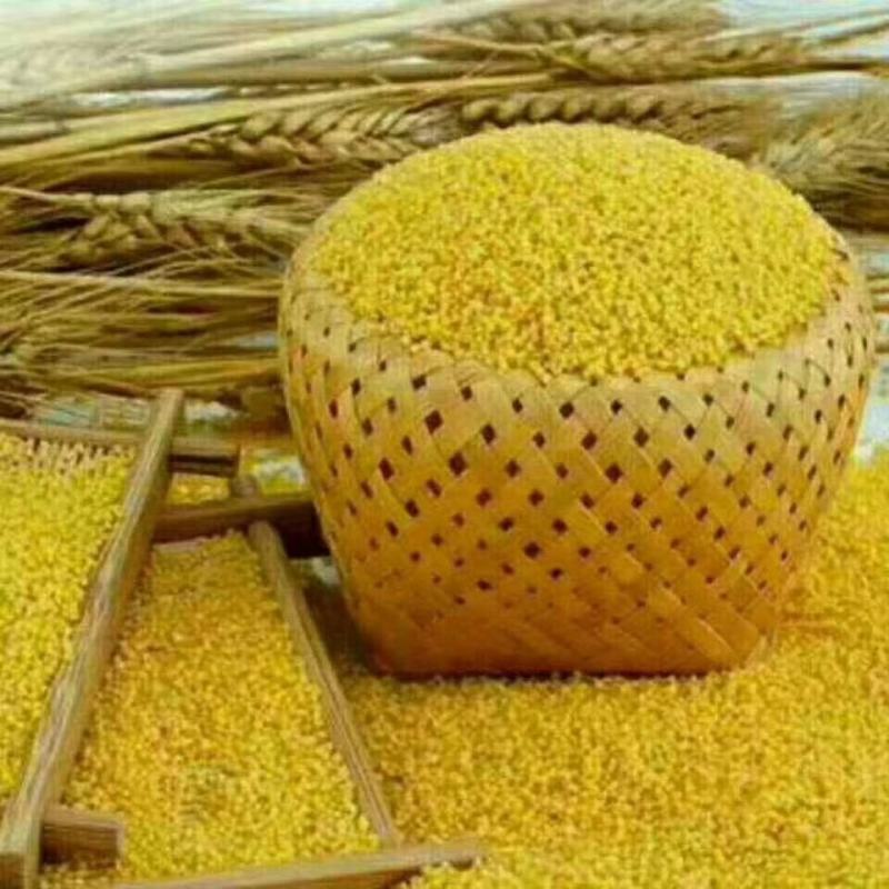 新产小米不添加任何色素