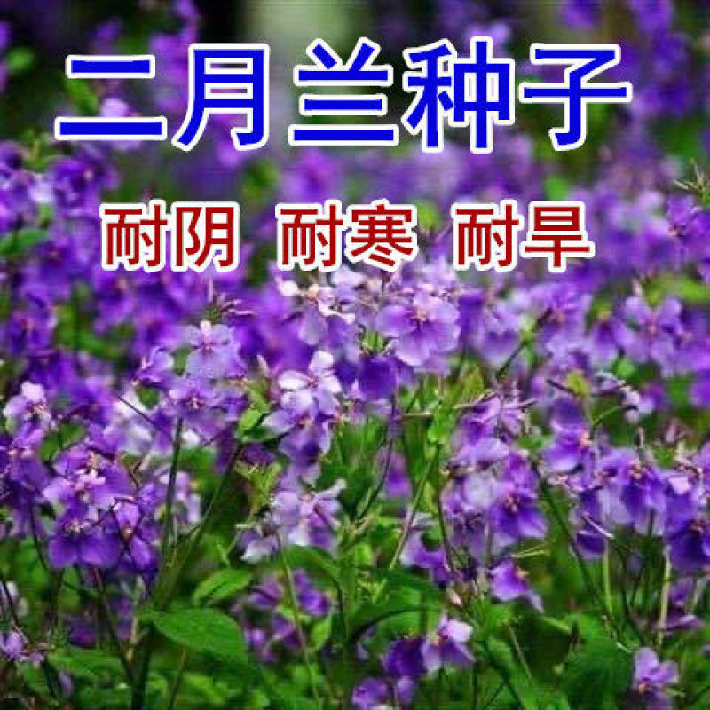 二月兰花种子花籽多年生宿根诸葛菜耐阴耐寒四季花卉花海种子