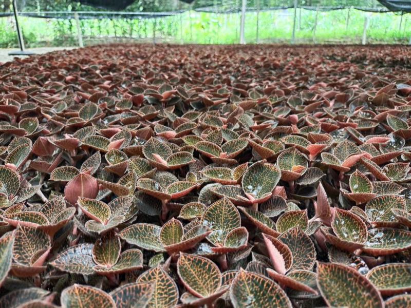 种植货金线莲鲜品，自家种植的质量杠杠滴