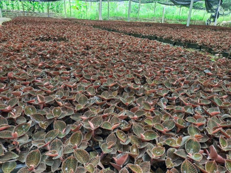 种植货金线莲鲜品，自家种植的质量杠杠滴