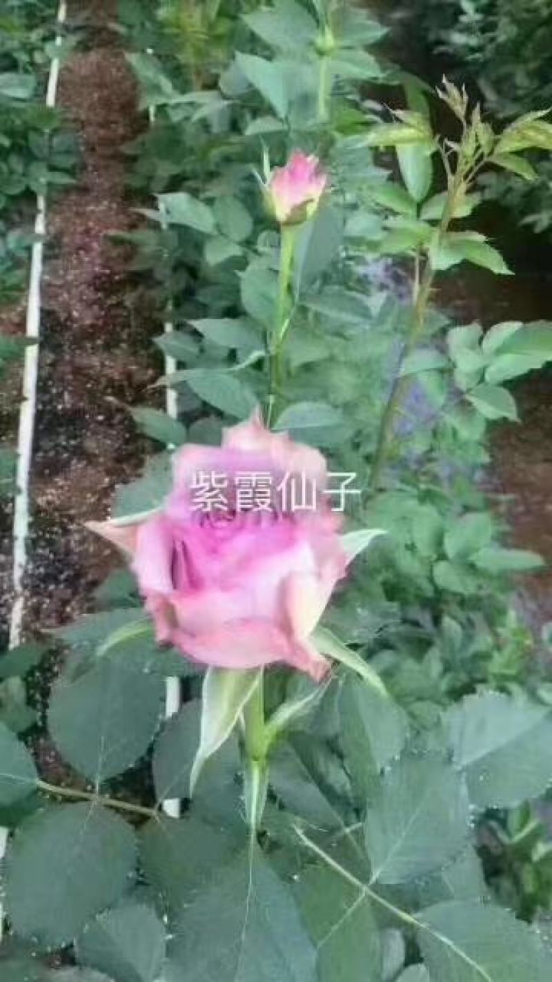 杂色大花月季苗，长年基地直销，以质量为本