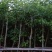 阴香天竺桂3至15分袋苗现货