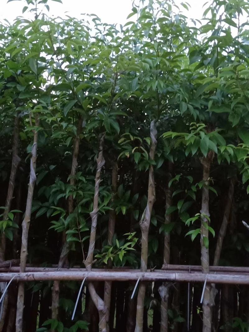 阴香天竺桂3至15分袋苗现货