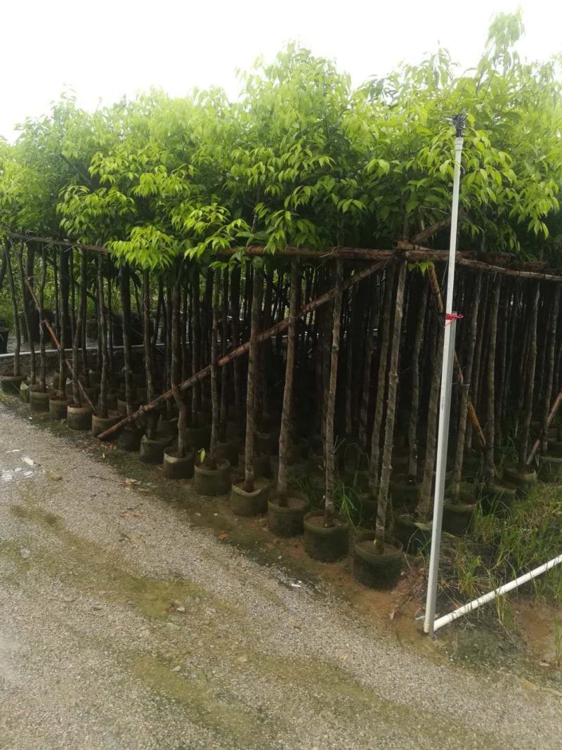 阴香天竺桂3至15分袋苗现货