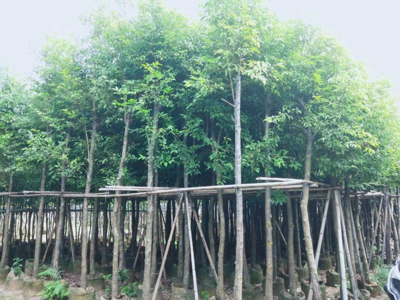 阴香天竺桂3至15分袋苗现货