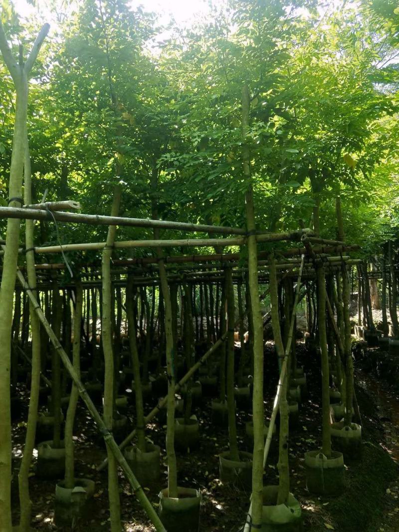 黄花梨4至15分袋苗大量现货