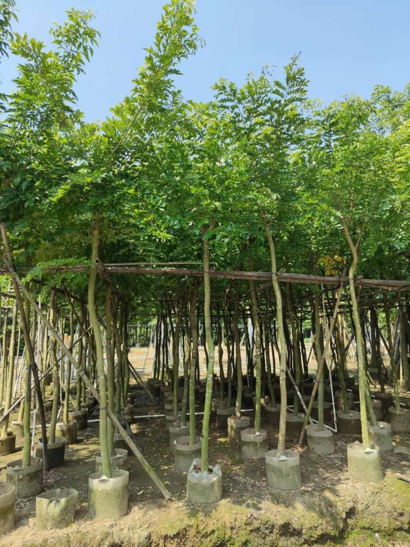 黄花梨4至15分袋苗大量现货