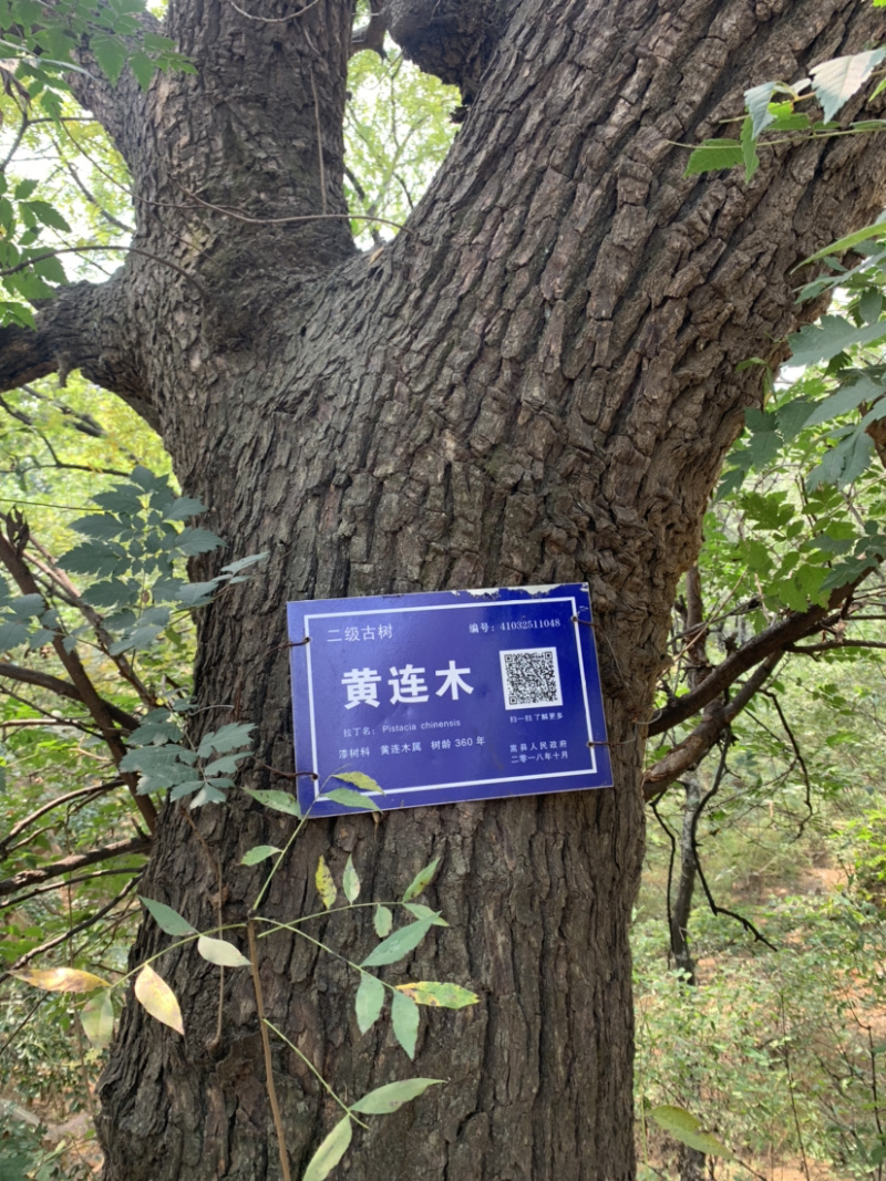绿化苗木黄连木树苗河南黄连木彩叶树种黄连木