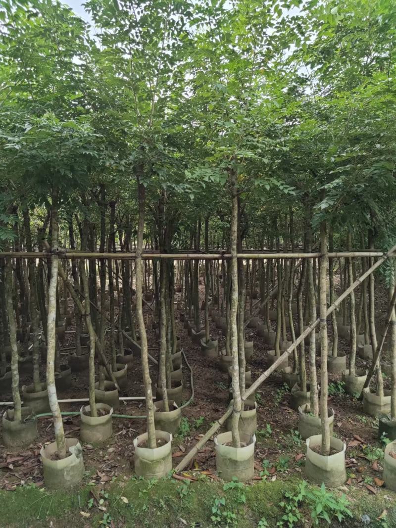 黄花梨4至15分袋苗大量现货