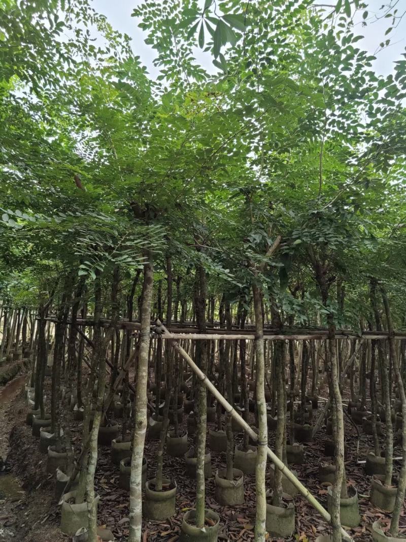 黄花梨4至15分袋苗大量现货