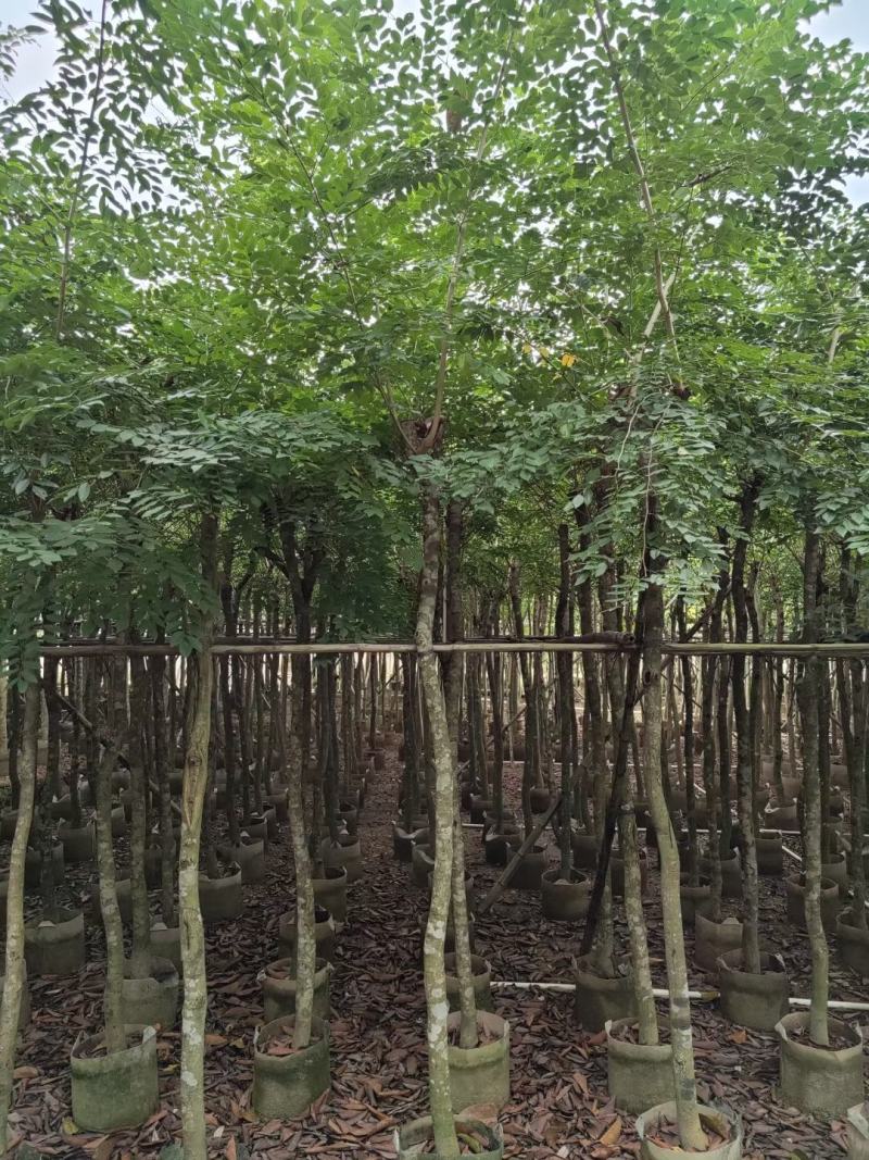 黄花梨4至15分袋苗大量现货