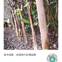 紫薇苗木，处理销售。