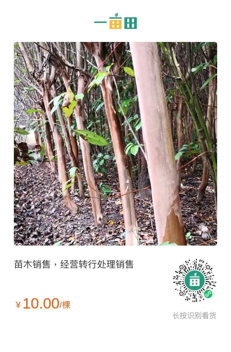 紫薇苗木，处理销售。