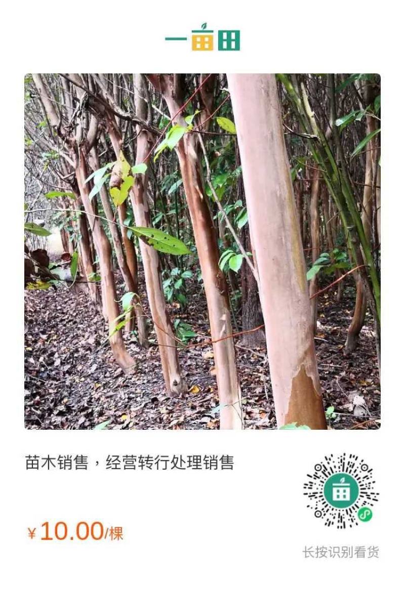 紫薇苗木，处理销售。