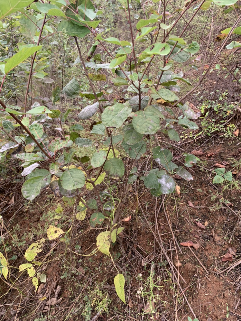 黄栌苗30~50cm