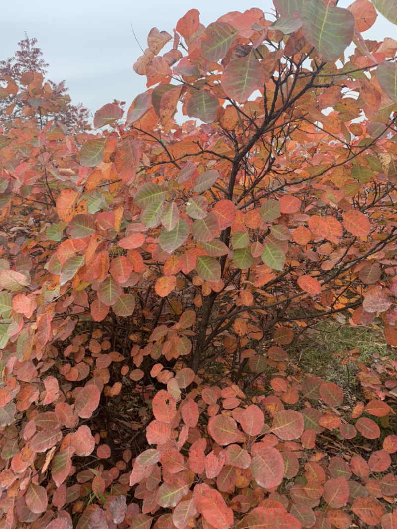 黄栌苗30~50cm