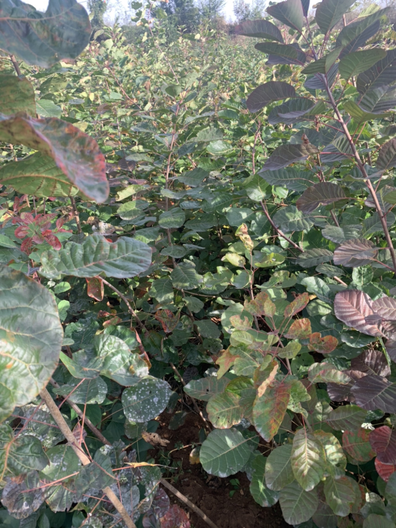 黄栌苗30~50cm