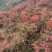 黄栌苗30~50cm