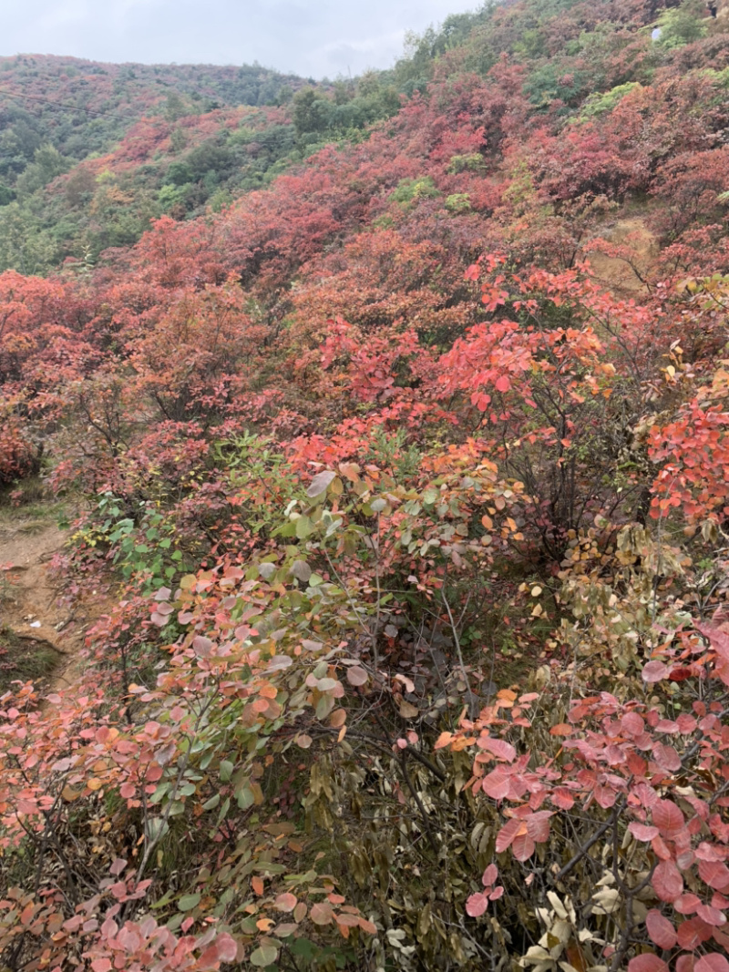 黄栌苗30~50cm