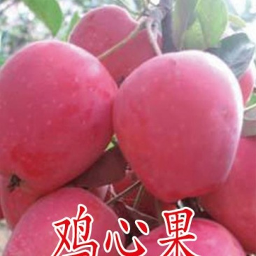 鸡心果苹果苗，保品种，保质量，假一赔十，死苗免费补发！