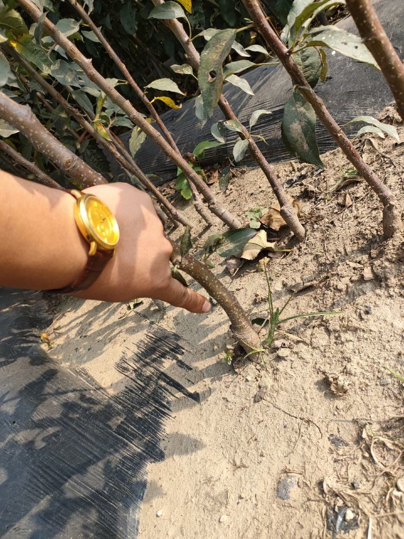 鸡心果苹果苗，保品种，保质量，假一赔十，死苗免费补发！