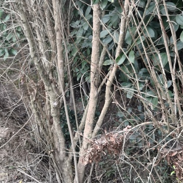 石榴：花石榴果石榴各1000棵。