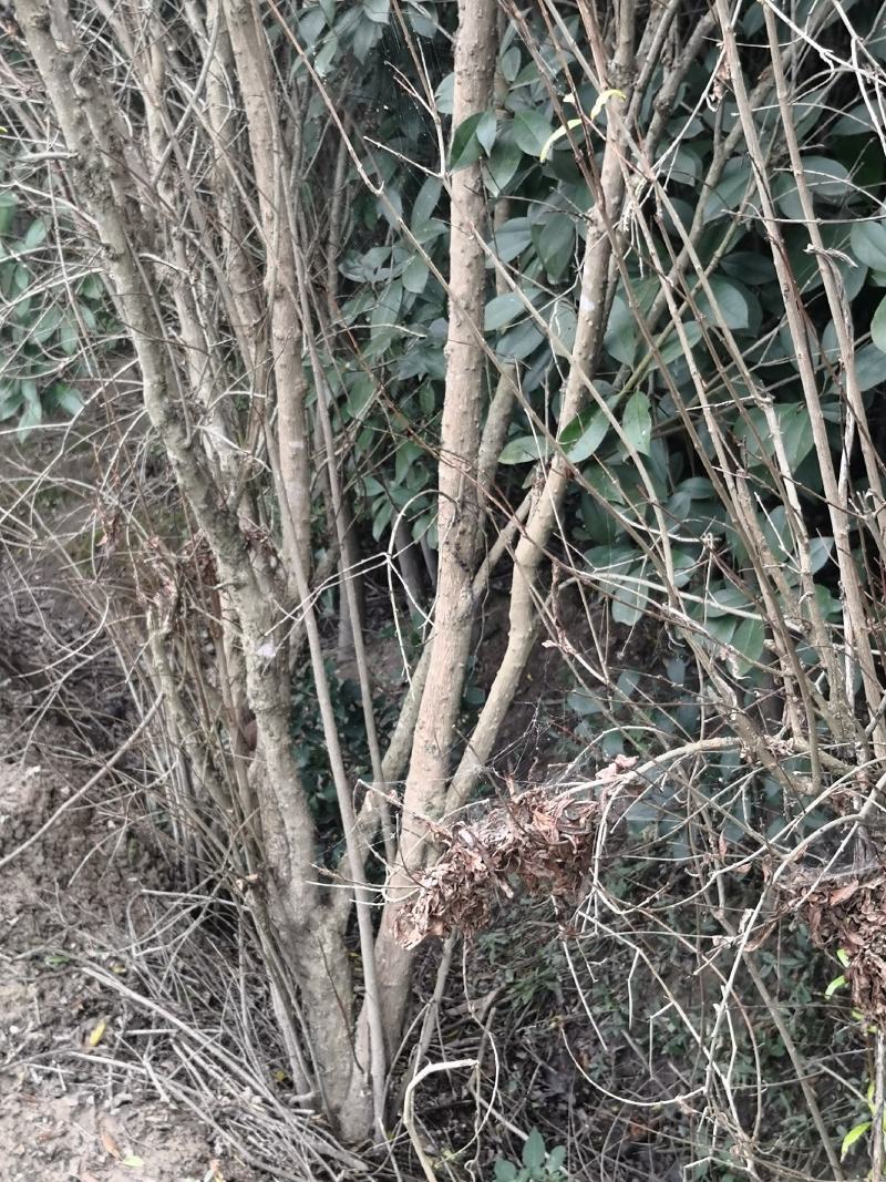 石榴：花石榴果石榴各1000棵。